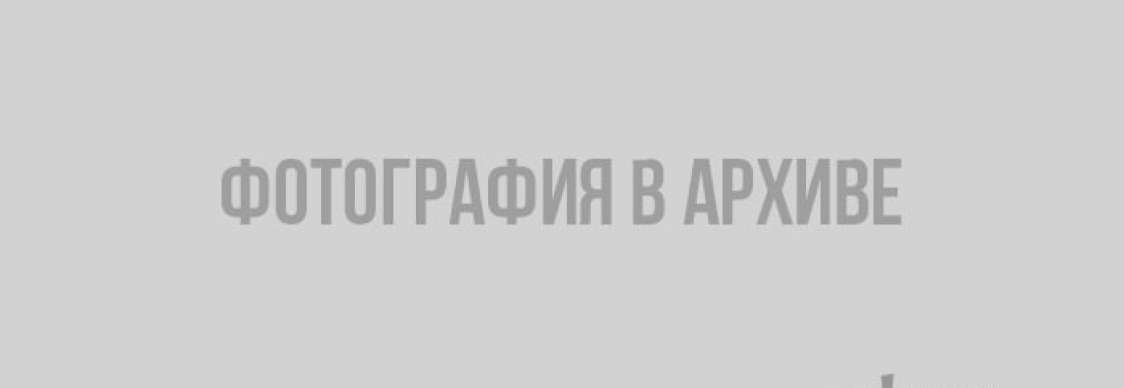 Собачья гадость: жители Выборга и их животные