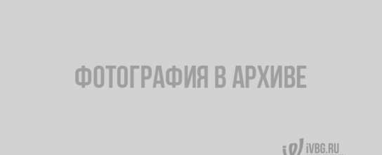 Опрос ivbg.ru: пользователи сети одобряют установку памятника Виктору Цою в Выборге