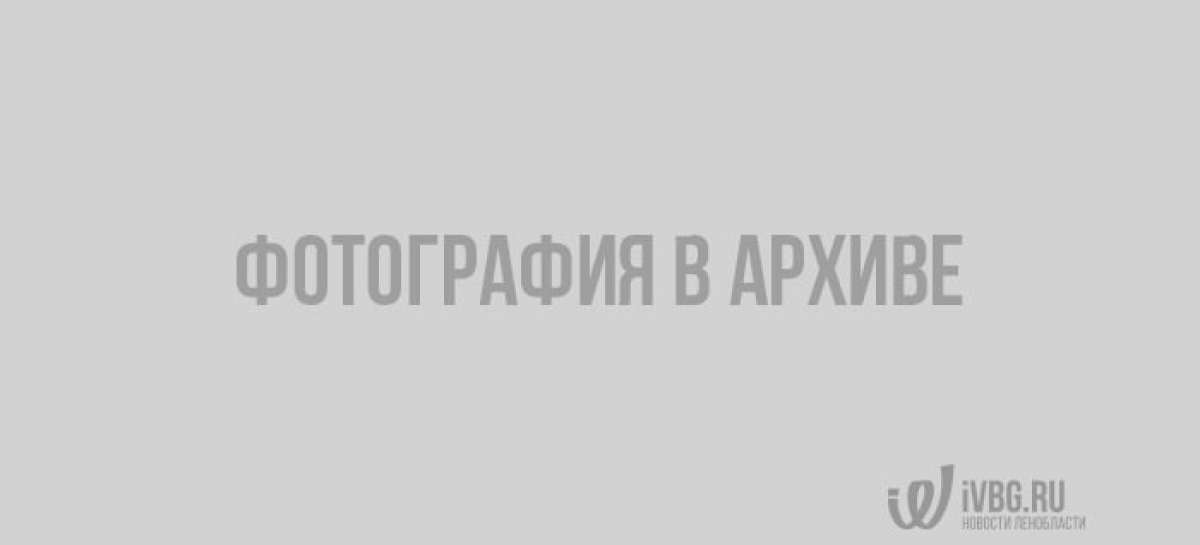 Петербурженка продаёт крокодила за 650 тысяч рублей