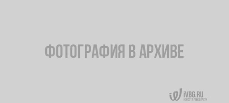 Новые номерные знаки начнут выдавать российским водителям уже в 2019 году