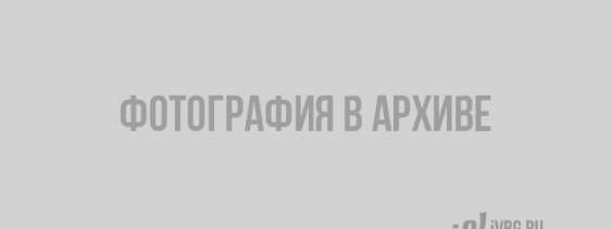 Эксперты определили, в каких районах Санкт-Петербурга можно найти самые дорогие квартиры в аренду