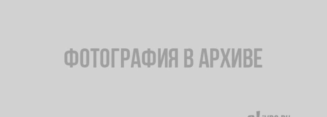 В Ленинградской области начался кленовый сезон: как собрать сок клёна и чем он полезен