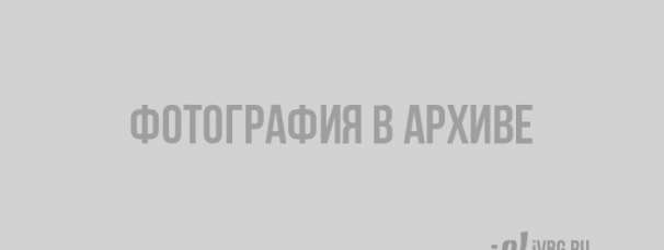 Четверть миллиона долларов стоит честь медиков из Ленобласти