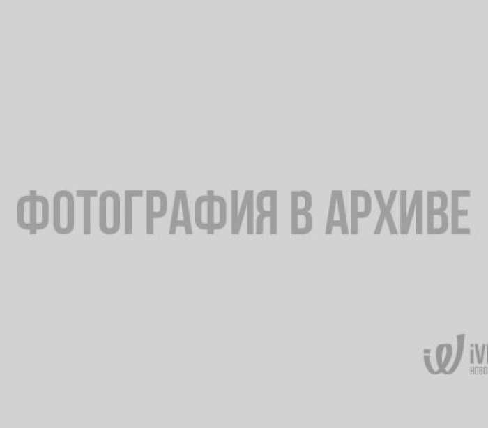 В Финском заливе у берегов Финляндии заметили дельфинов-афалин
