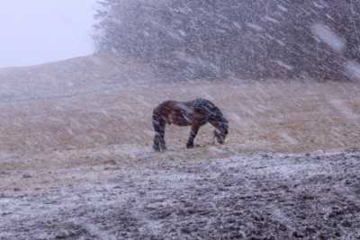 horse-gba05f3bc5_1920