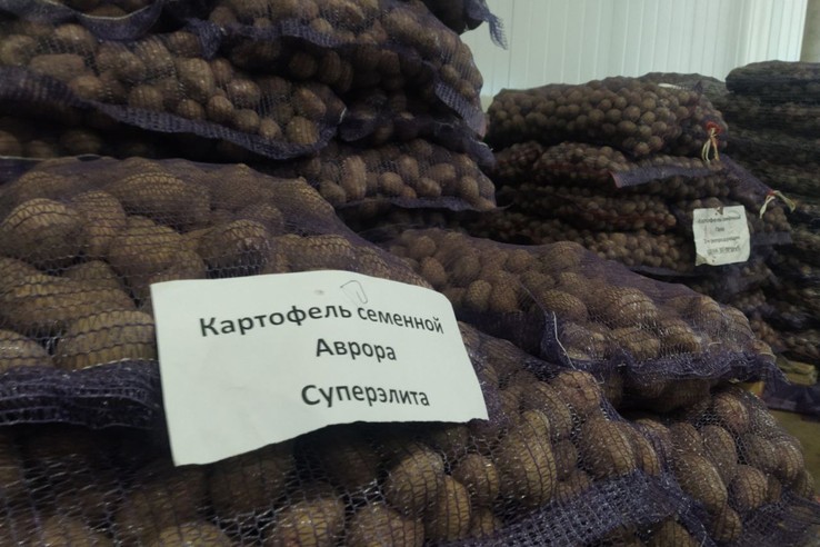 семенной картофель