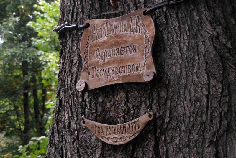 Лужский вяз генерала Лялина