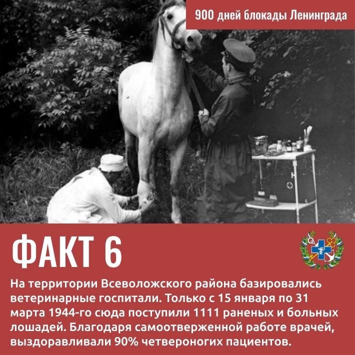 Вклад Госветслужбы в Победу: 9 удивительных фактов о ветеринарах и животных блокадного Ленинграда - Госветслужба Ленобласти опубликовала карточки с фактами о животных и специалистах ведомства, который