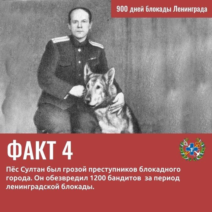 Вклад Госветслужбы в Победу: 9 удивительных фактов о ветеринарах и животных блокадного Ленинграда - Госветслужба Ленобласти опубликовала карточки с фактами о животных и специалистах ведомства, который