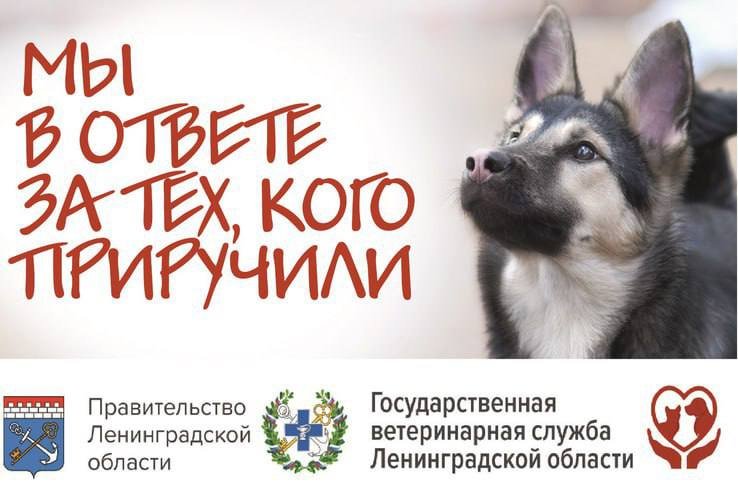 «Мы в ответе за тех, кого приручили»: в Ленобласти 4 тыс. животных нашли хозяев в рамках региональной программы - Госветслужба Ленинградской области подвела 4-летние итоги работы в рамках программы «Мы в ответе за 