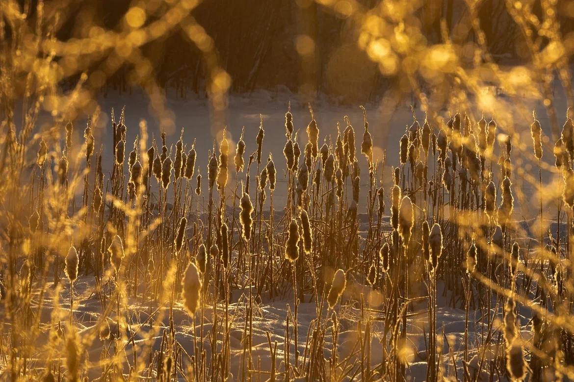 Снег и до -5°C – погода в Ленобласти на 20 января - На дорогах местами гололедица.