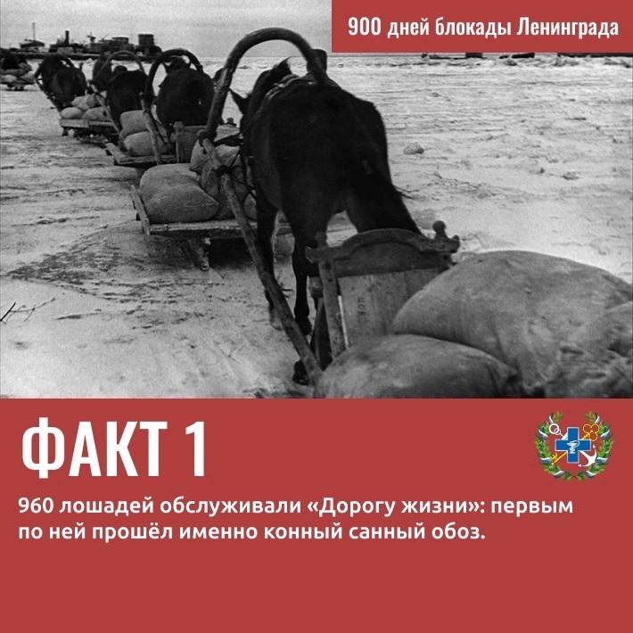 Вклад Госветслужбы в Победу: 9 удивительных фактов о ветеринарах и животных блокадного Ленинграда - Госветслужба Ленобласти опубликовала карточки с фактами о животных и специалистах ведомства, который