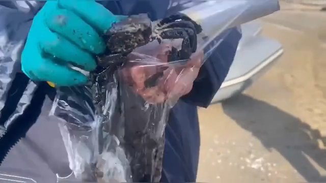У побережья Анапы спасали крабов, сливающихся с мазутом - В Чёрном море продолжают разбираться с последствиями разлива нефтепродуктов после крушения танкеров.