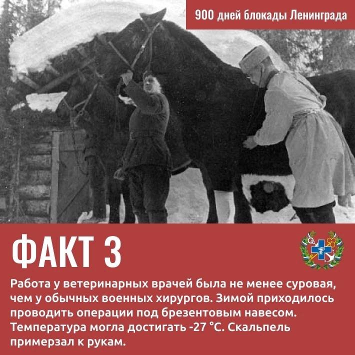 Вклад Госветслужбы в Победу: 9 удивительных фактов о ветеринарах и животных блокадного Ленинграда - Госветслужба Ленобласти опубликовала карточки с фактами о животных и специалистах ведомства, который