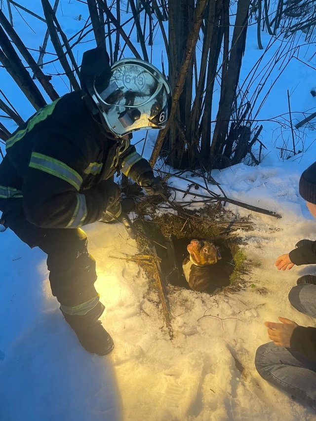 В Тихвине домашний пес провалился в открытый люк во время прогулки - Открытый люк был незаметен из-за сугробов.
