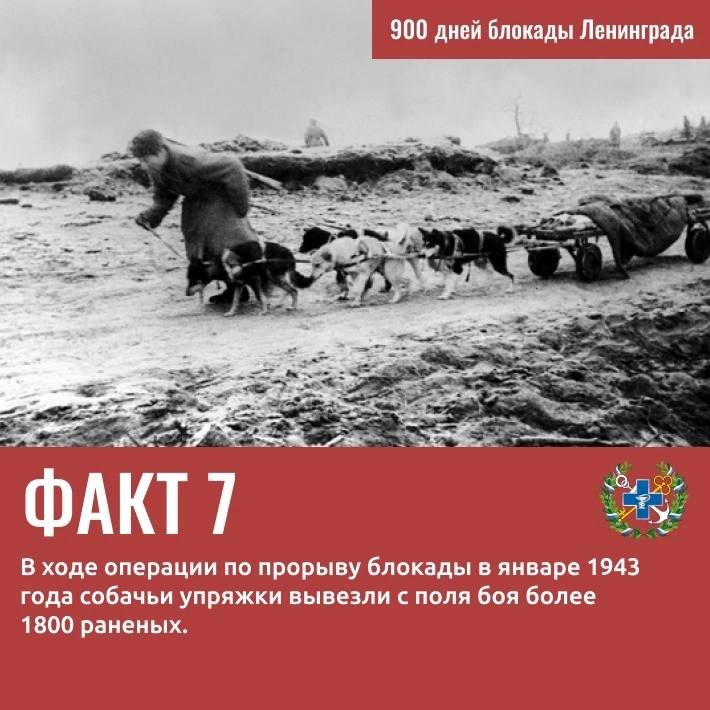 Вклад Госветслужбы в Победу: 9 удивительных фактов о ветеринарах и животных блокадного Ленинграда - Госветслужба Ленобласти опубликовала карточки с фактами о животных и специалистах ведомства, который