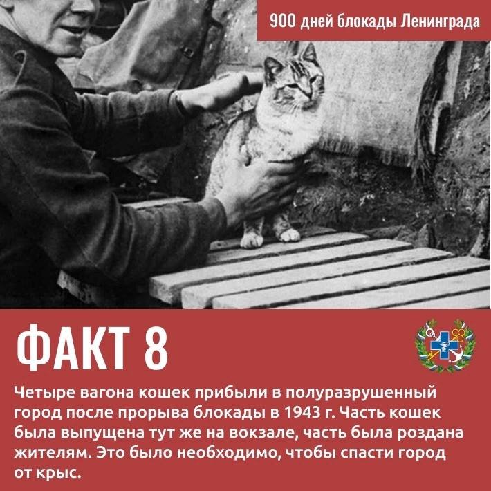 Вклад Госветслужбы в Победу: 9 удивительных фактов о ветеринарах и животных блокадного Ленинграда - Госветслужба Ленобласти опубликовала карточки с фактами о животных и специалистах ведомства, который
