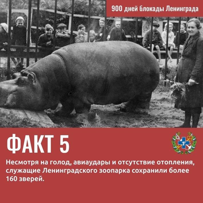Вклад Госветслужбы в Победу: 9 удивительных фактов о ветеринарах и животных блокадного Ленинграда - Госветслужба Ленобласти опубликовала карточки с фактами о животных и специалистах ведомства, который