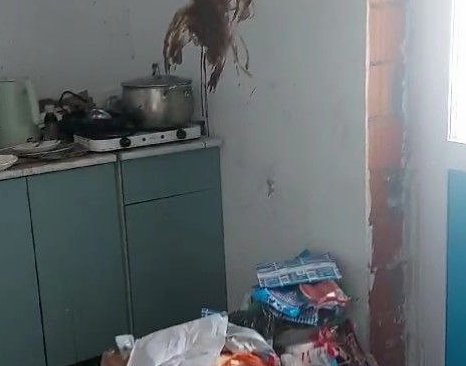 Фото: скриншот видео/ прокуратура ЛО В Мурино забрали у матери детей из-за ужасных условий проживания - В квартире, где проживали трое детей, царит антисанитария, а сами малыши часто находились без присмо