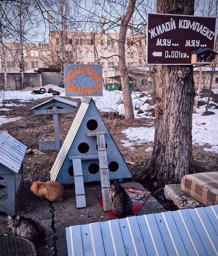 Жители многоэтажки в Приозерске обустроили во дворе домики для уличных котиков - Жители многоэтажки в Приозерске обустроили во дворе домики для уличных котиков