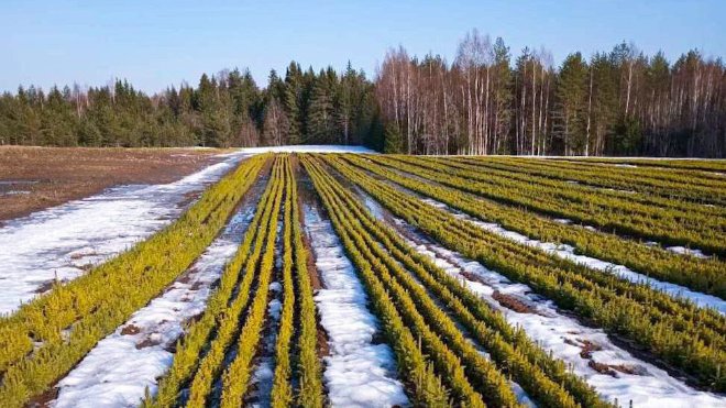 В Ленобласти за год восстановят лес на площади 4500 гектар - Заготовлено 26,4 миллиона сеянцев хвойных культур и 6 миллионов единиц с закрытой корневой системой.