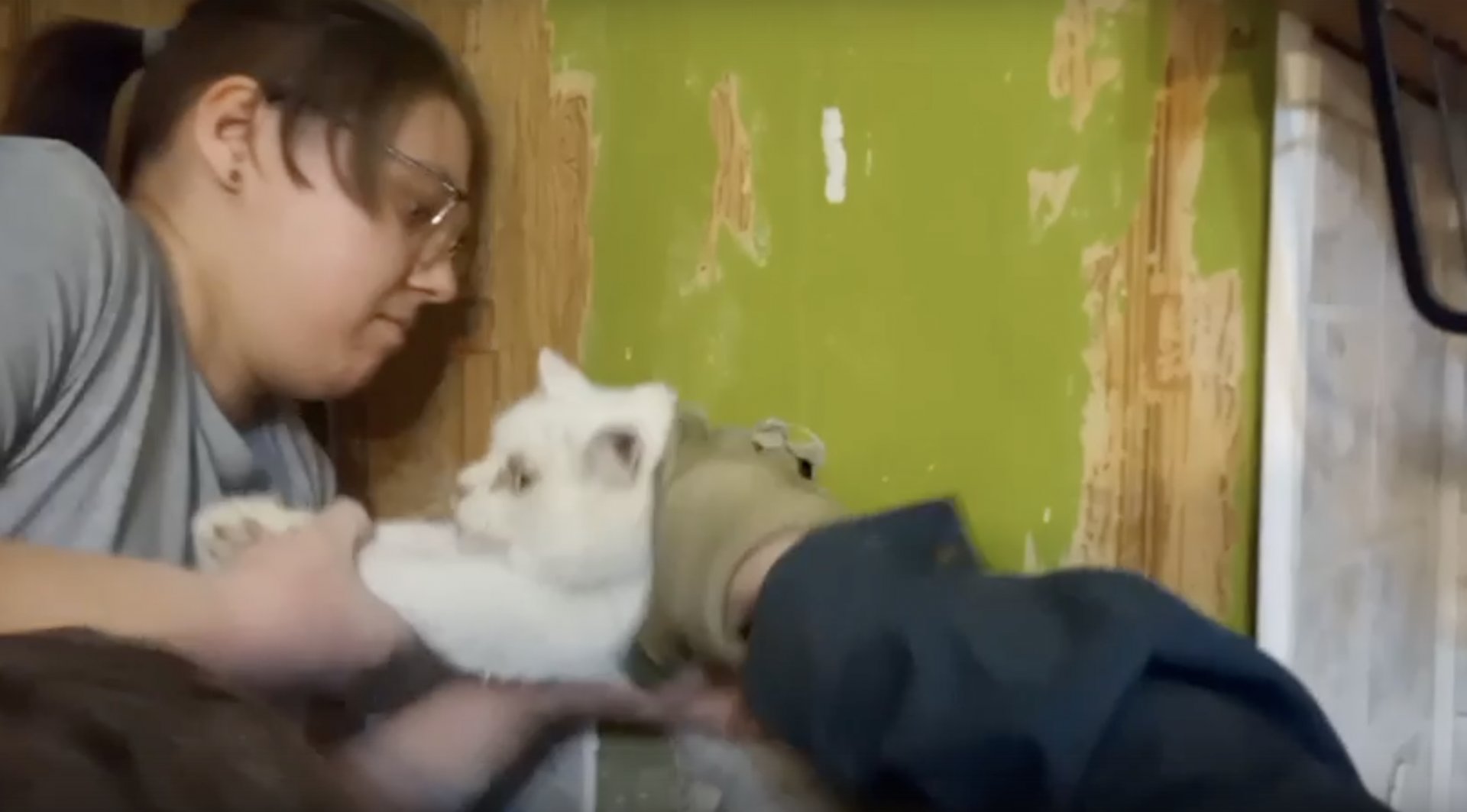 В поселке Сиверский спасли застрявшего в вентшахте упитанного кота - После нескольких часов работы и пары удачных маневров спасателей, кота удалось вытащить из «плена».