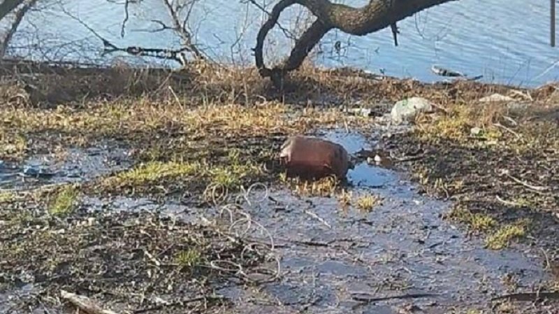 Реку Ижора загрязнили сточные воды - В Тельмана Тосненского района зафиксирован сброс стоков в реку Ижора. По предварительным данным, при