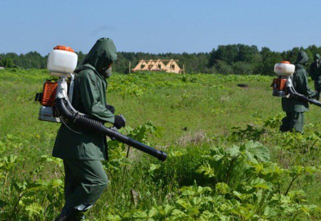 В Ленобласти увеличили площадь обработки территорий от борщевика - В этом году территория, обрабатываемая от сорняка, увеличилась на 10%.