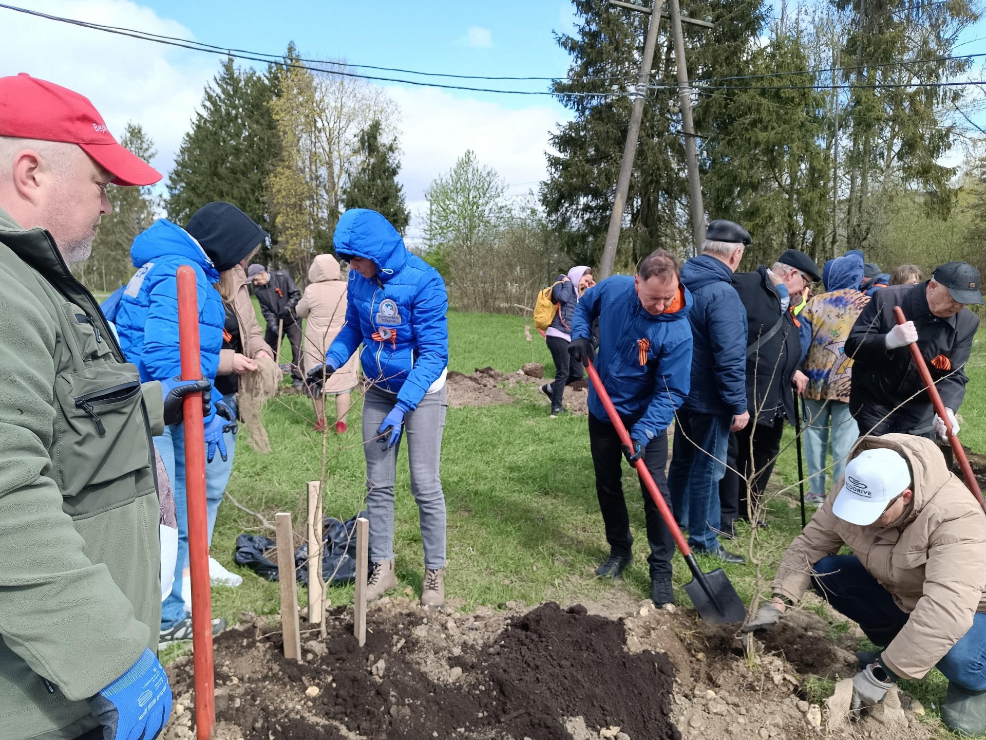 В Гатчине прошла акция «Сад памяти» в честь 80-летия Победы - Волонтеры высадили дубы, каштаны, сирень, крымские сосны и лиственницы.