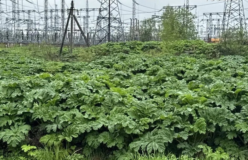 Огромное поле с борщевиком нашли в Кудрово - Теперь владельцам участка грозят штрафы, поскольку ответственность за уничтожение сорняка лежит на с