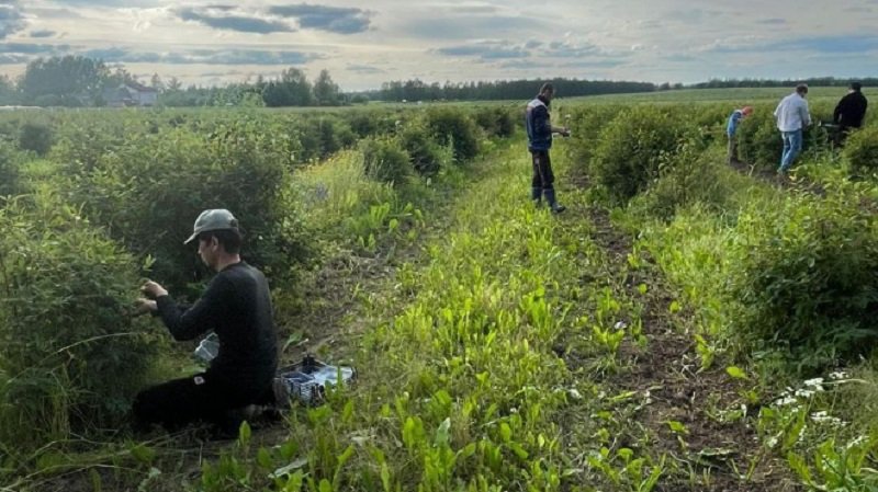 В Ленобласти начали собирать жимолость и клубнику - В Лужском районе Ленинградской области стартовал сезон сбора урожая – предприятие «Брод» первым отпр
