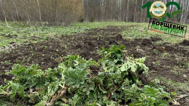 В природных заказниках Ленобласти продолжают уничтожать борщевик - В июне ядовитое растение было уничтожено на территории шести заповедных зон в Ленинградской области.