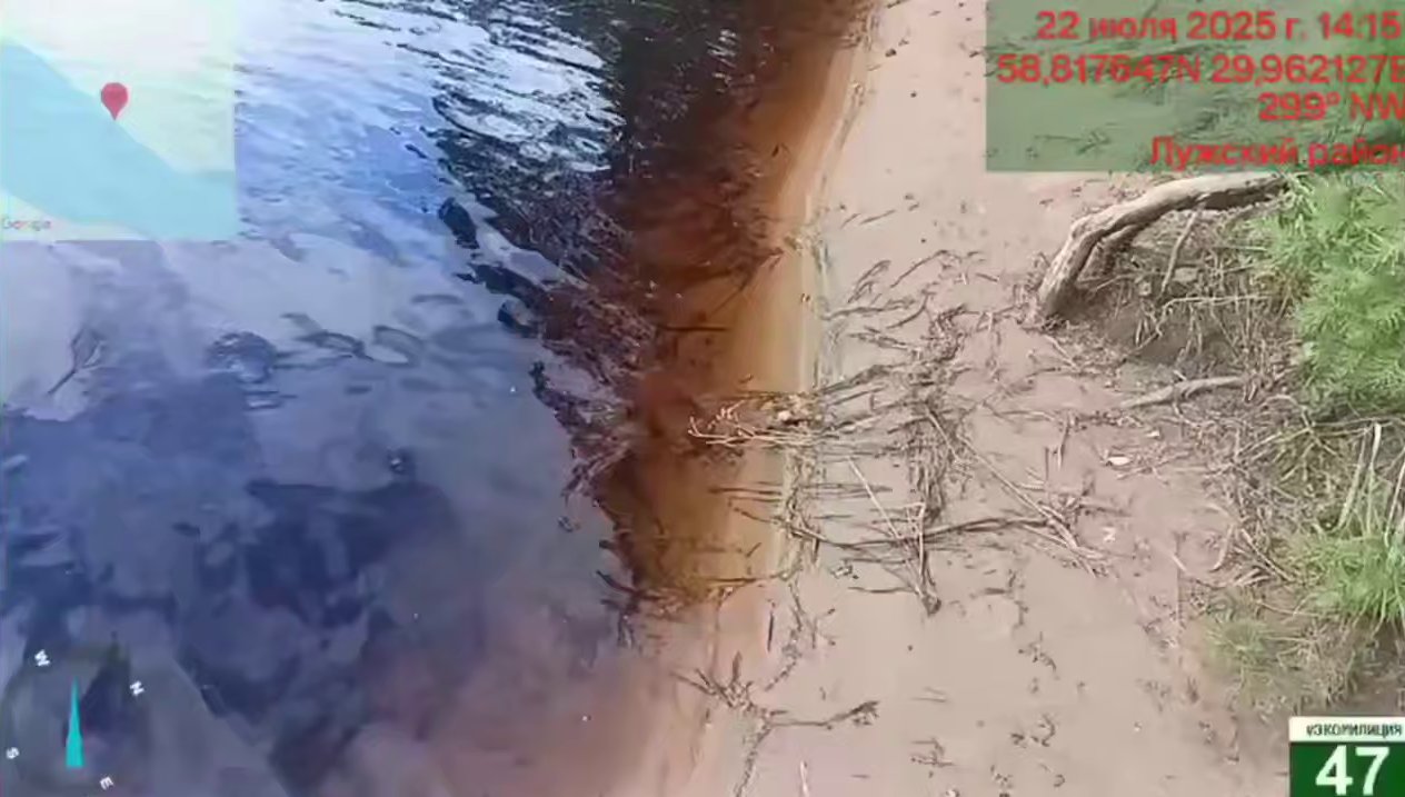 Госэконадзор выясняет причины гибели рыбы в водоемах Ленобласти - Ранее в ведомство обратились неравнодушные с сообщением о гибели рыбы в реке Луга.