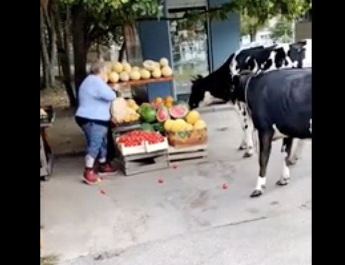 Две коровы разгуливали по Сосновому Бору - Специалисты уже осведомлены о ситуации и выясняют, кто является владельцем сбежавших животных. В нас