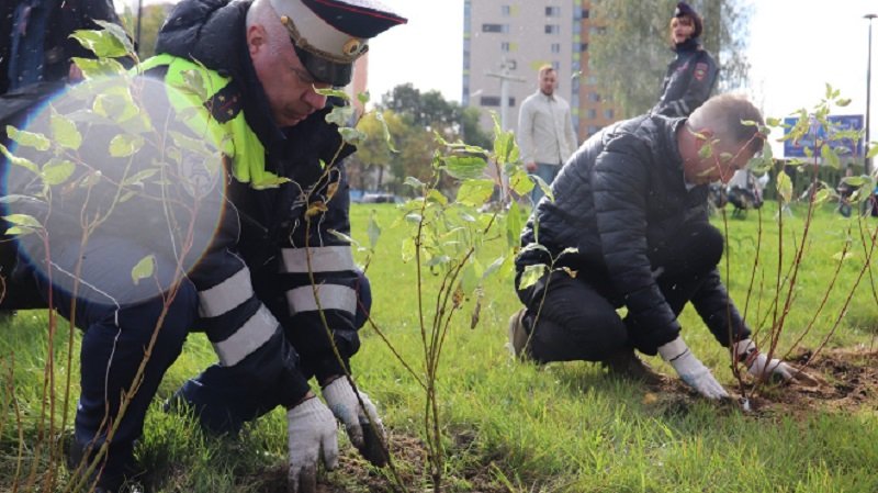 В сквере Кировска высадили 40 кустов необычного растения - В Кировске в сквере «Место встречи закатов» высадили 40 кустов дерена белого. Озеленение провели в р