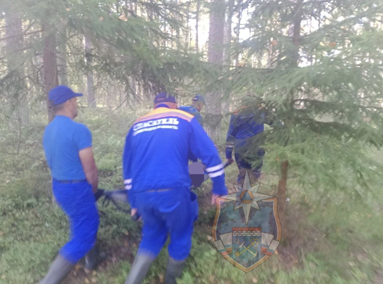 В лесу в Приозерском районе погиб мужчина - Спасатели транспортировали тело из леса и передали сотрудникам полиции.