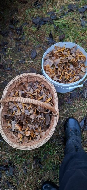 В лесах Ленобласти продолжают собирать грибы, несмотря на снег и морозные дни - Главный улов сейчас составляют зимние опята, ежовики, трубчатые лисички