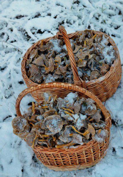 В лесах Ленобласти продолжают собирать грибы, несмотря на снег и морозные дни - Главный улов сейчас составляют зимние опята, ежовики, трубчатые лисички