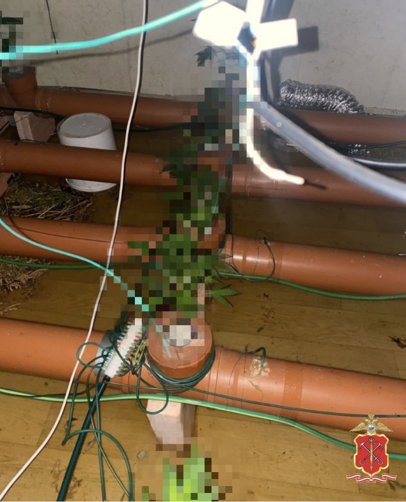 Житель Пушкина оборудовал наркоплантацию в арендуемой квартире в Шушарах - Общий вес находки превысил 16 килограммов.