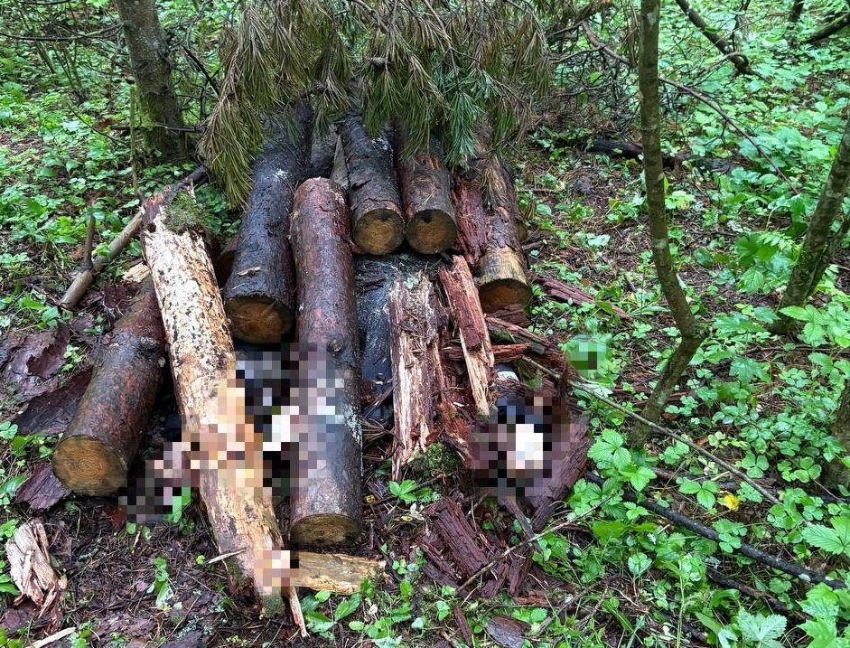 В Кингисеппе убили мужчину, труп спрятали под бревнами. Подозревают молодого человека и подростка - В Ленинградской области задержали 20-летнего мужчину и 15-летнего подростка по обвинению в убийстве,