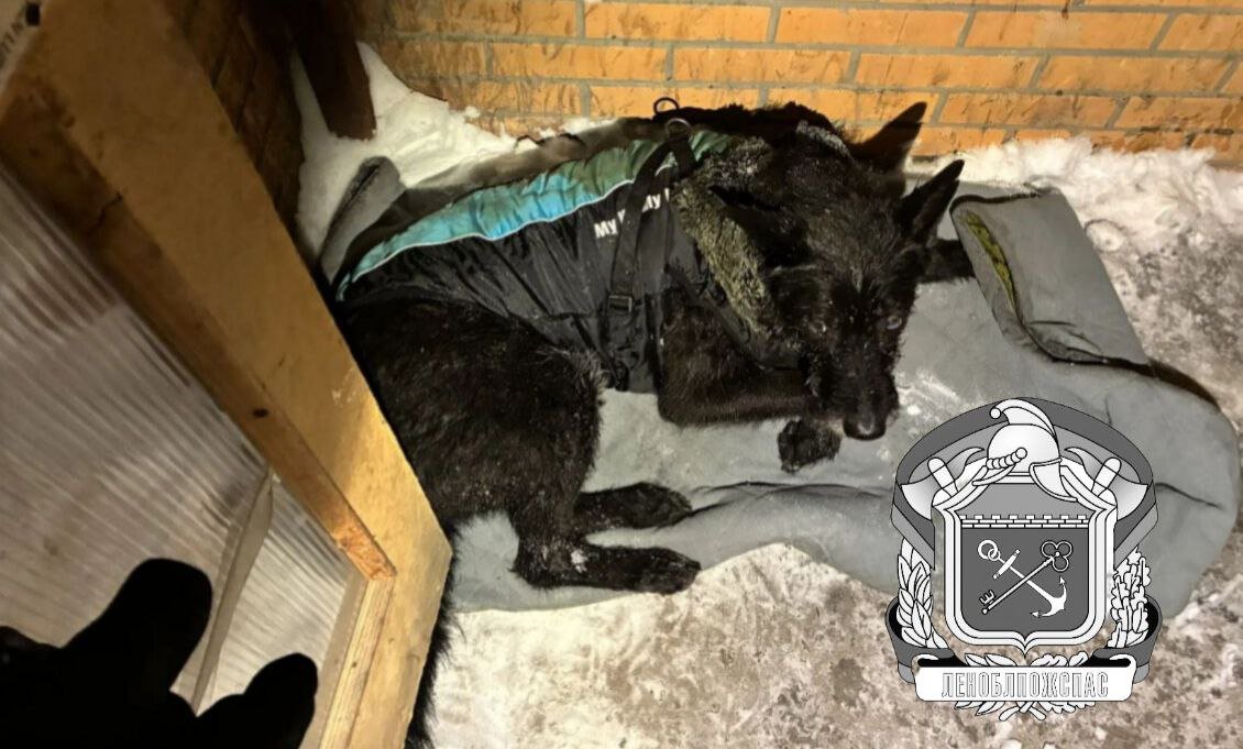 Пожарные спасли собаку из задымленной квартиры в Никольском - Питомец был спасен из квартиры на девятом этаже. Пожар случился на седьмом.