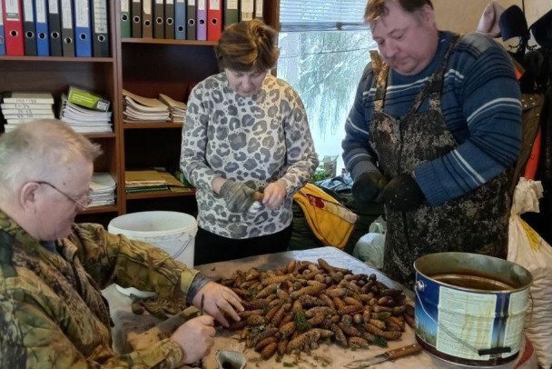 В Ленобласти собрали более 15 тонн шишек для восстановления лесов - С января до середины февраля было собрано 15,6 тысячи килограммов шишек сосны и 488 килограммов шише