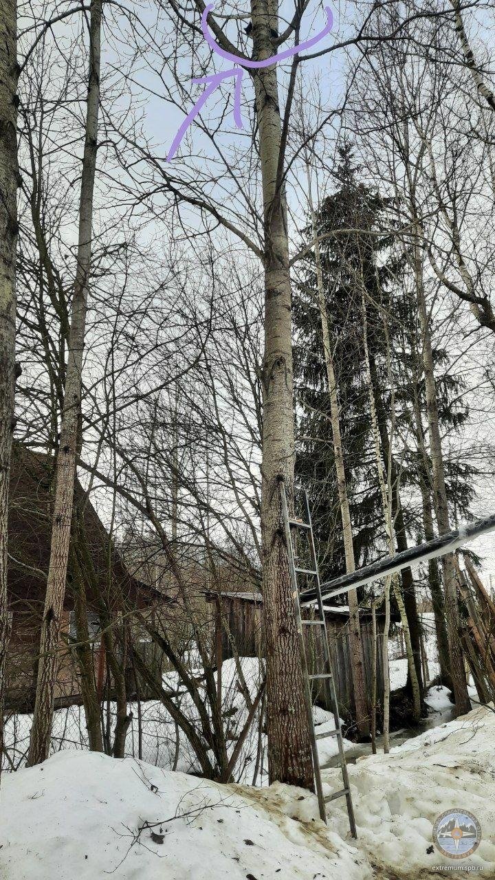Кот три дня просидел на дереве в Красном Бору, спасаясь от собаки - Операция завершилась благополучно: кота сняли с дерева и доставили на землю.