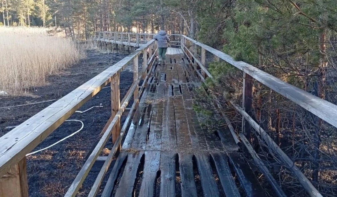 Неизвестные устроили пожар в заказнике "Кургальский" - В результате пала травы огонь перекинулся на лес, а также повредил участок экотропы.