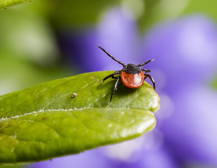 Названы четыре района Ленобласти с наибольшей активностью клещей - Более 90 жителей региона столкнулись с укусами клещей за неделю.