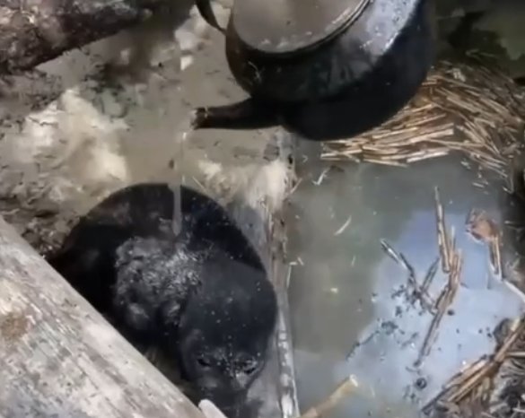 Истощенную маленькую нерпу спасли туристы на берегу Ладожского озера - В ожидании помощи специалистов туристы поливали нерпенка водой из чайника.