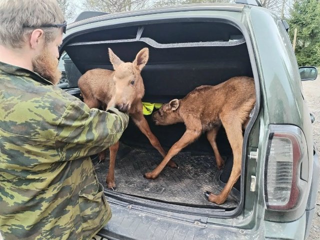 В Ленобласти лосята остались без матерей из-за вмешательства людей - Весной в лесах региона появляются первые лосята. В это время самки нередко оставляют детенышей одних