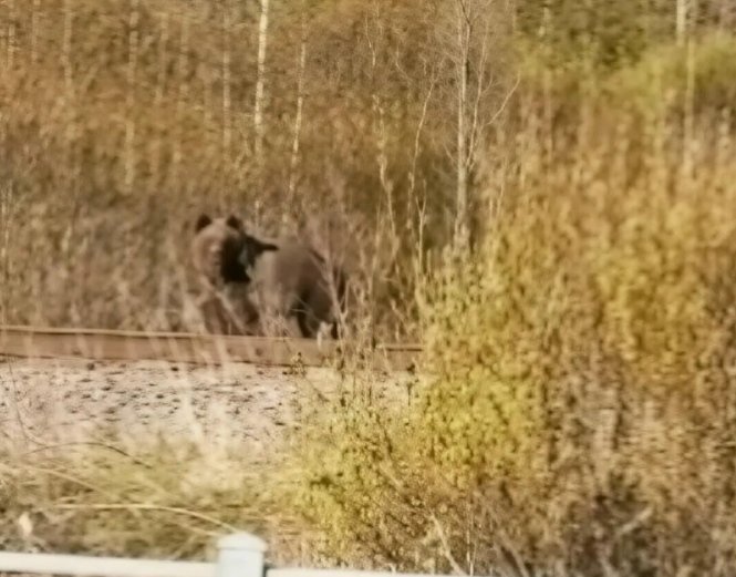 Огромного медведя заметили в окрестностях Светогорска - Хозяина леса заметили в районе трассы А-124 в четверг.