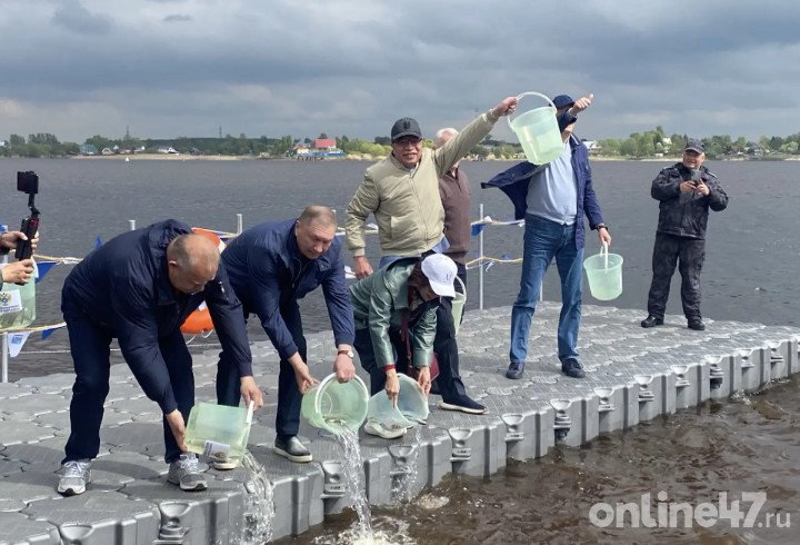 В Волхов выпустили более тысячи мальков сига на фестивале «Корюшка идет!» - Экологические акции по выпуску молоди рыбы в водоемы региона проводятся ежегодно.