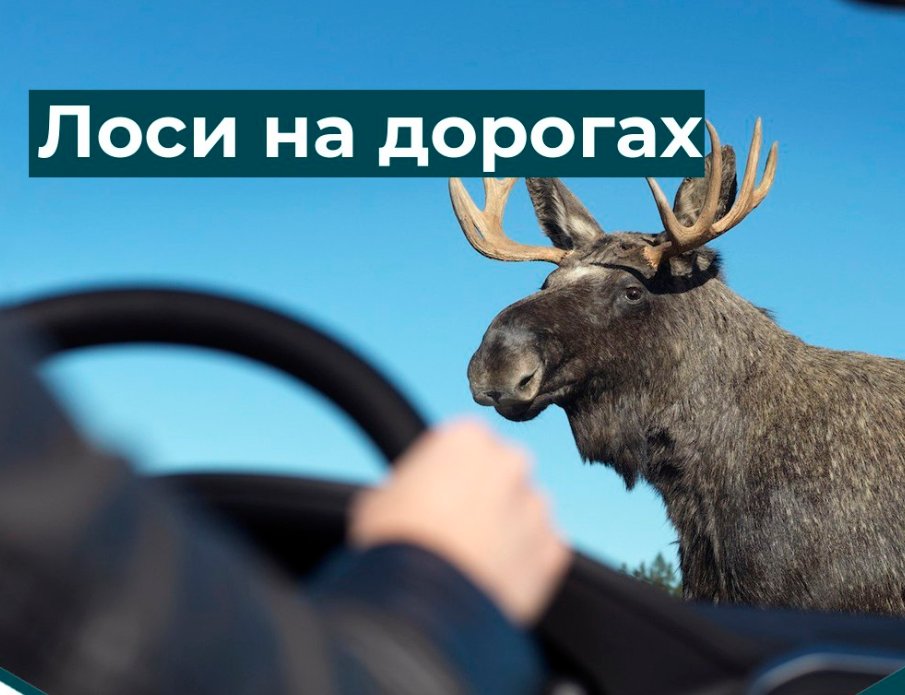 Жара вынуждает лосей в Ленобласти выходить на дороги - Водителей предупреждают о непредсказуемом поведении животных.